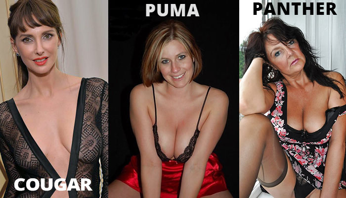 What Is The Difference Between a Cougar, Puma, & Panther?